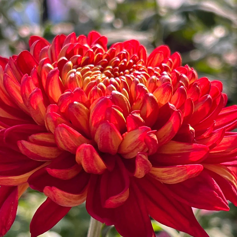 🌺Elegantsi lill🌼Hiiglasliku krüsanteemi seemned-EE