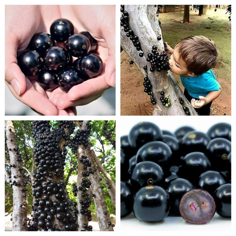 Jabuticaba vynuogių sėklos-LT