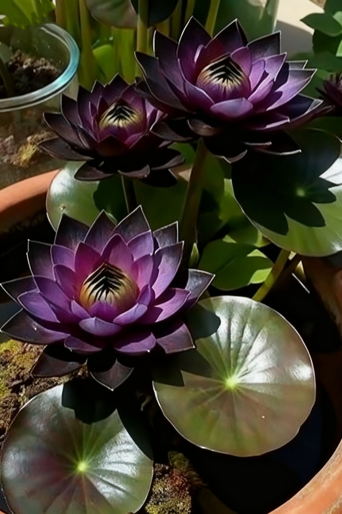 🌌💜 Loto de sombra: una belleza singular en tu jardín🌸-ES