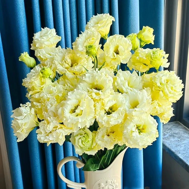 🔥Paskutinė išpardavimo diena💝Eustoma bespygliuočių rožė💐Lisianthus sėklos-LT