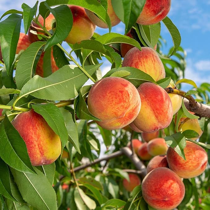 🍑Labai saldžios ir sultingos persikų sėklos-LT