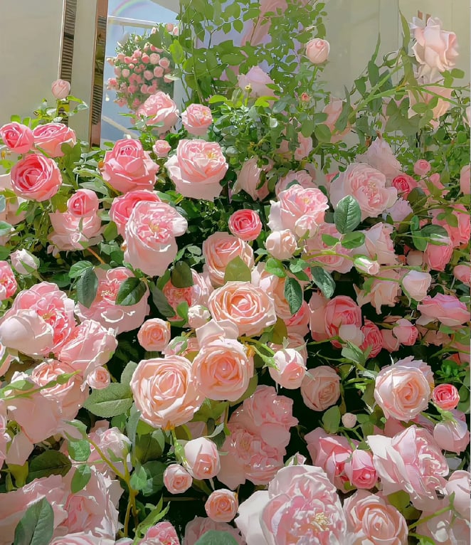🌈 Vrhunske plezalne vrtnice 🌹 Hitro rastoče, enostavne za nego in zelo dišeče ✨ Popolne za vsak vrt-SI