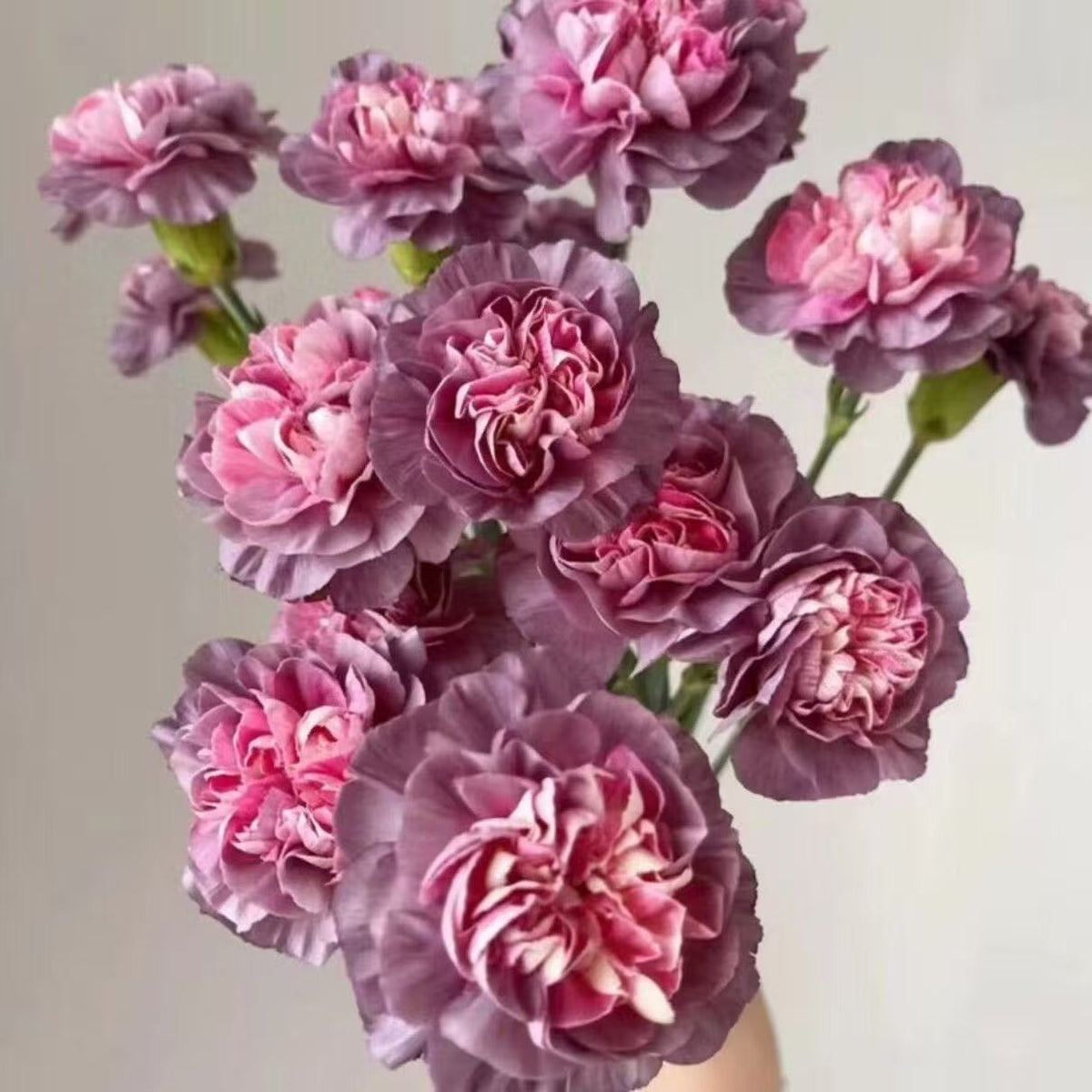 Dišeči vrtni čar – Gojite klasične nageljne, ki navdušijo vsako sezono🌺-SI