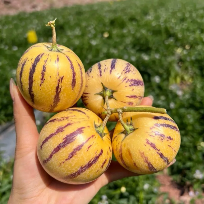 Ženšenio vaisių pepino meliono sėklos-Solanum Muricatum-LT