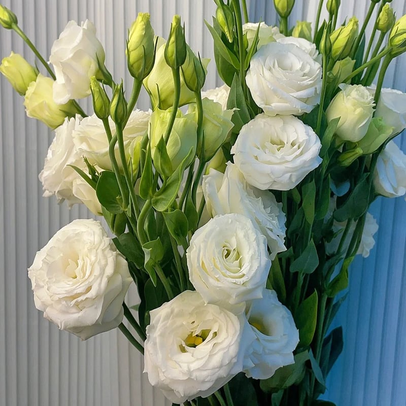 🔥Paskutinė išpardavimo diena💝Eustoma bespygliuočių rožė💐Lisianthus sėklos-LT