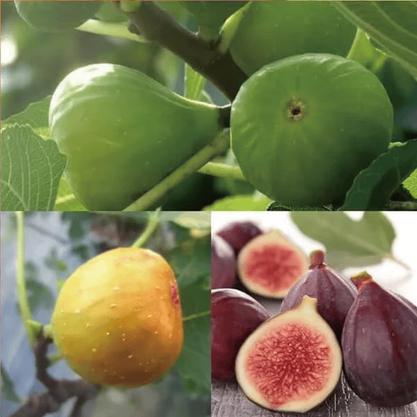 🏆Prodanih več kot 65.000!🌿Semena fig – enostavna za gojenje na terasi in balkonu doma-SI