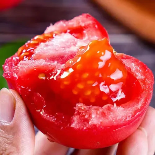 🍅🍅Semena pritlikavih paradižnikov v lončkih-SI