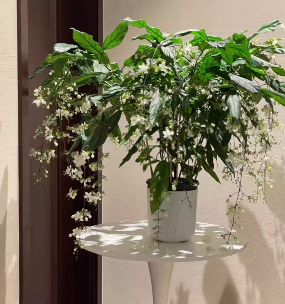 🌸Žiemą kabantis jazminas – svajonių kambarinis augalas🌿❄️-LT