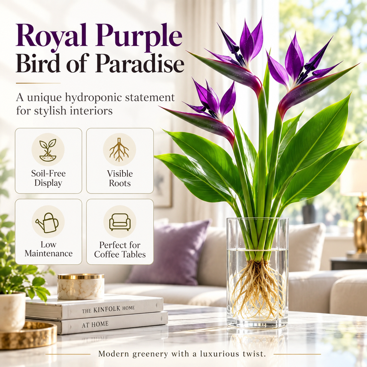 🕊️ Hydroponic Bird of Paradise Starter – Tropical Water-Grown Indoor Plant 💧🌱