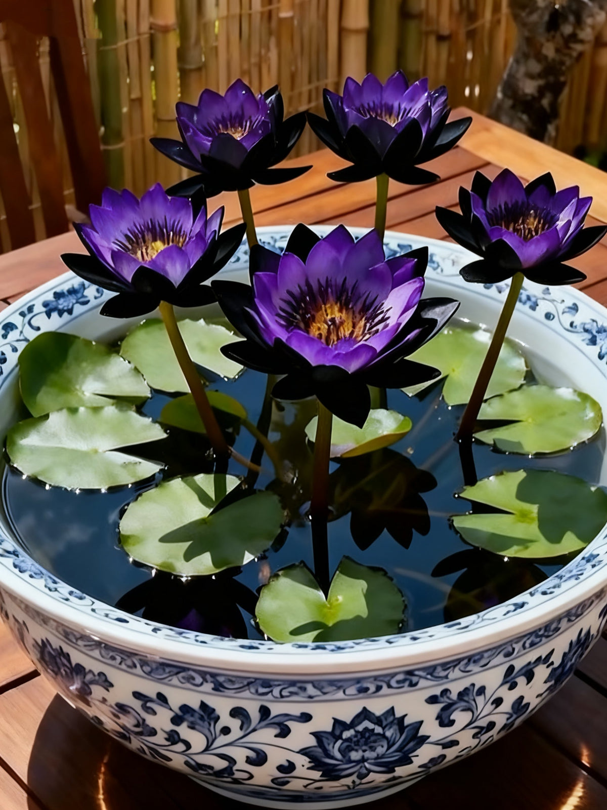 🌌💜 Šešėlinis lotosas – retas grožis jūsų sode🌸-LT