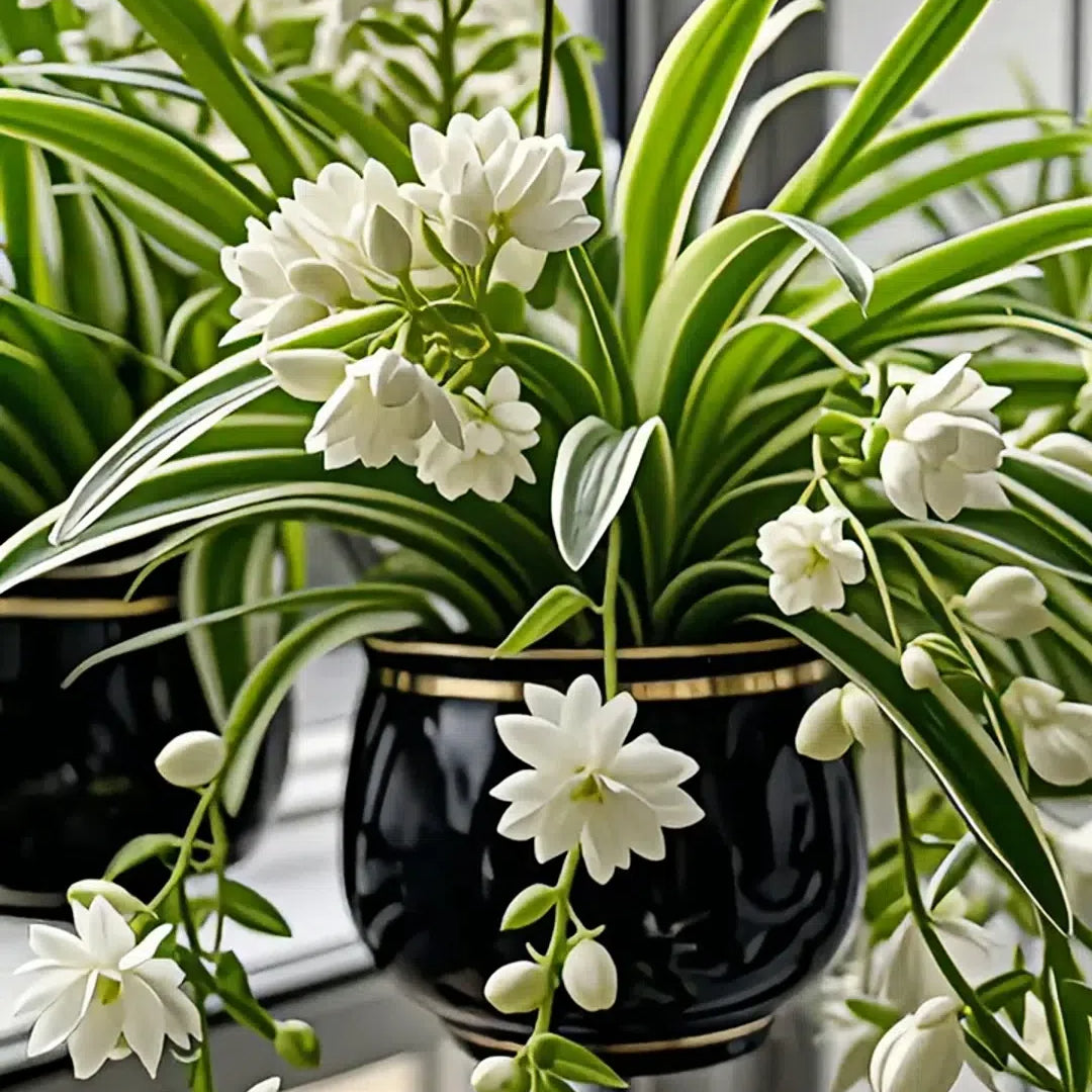 „Grand Bloom“ voratinklinio augalo sėklos / svogūnėliai 💐 Gamtos kabantis spalvų ir grakštumo šedevras-LT