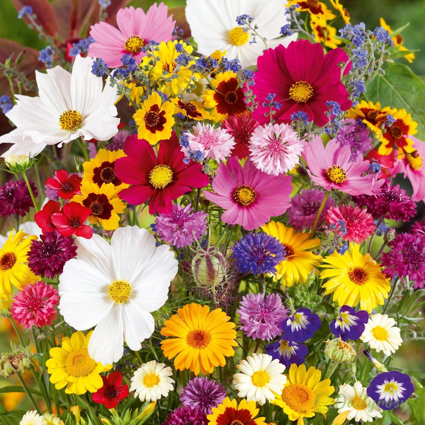 🔥Τελευταία ημέρα εκπτώσεων💐Μεικτοί σπόροι πολυετών λουλουδιών - πάνω από 60 μικτές ποικιλίες-GR
