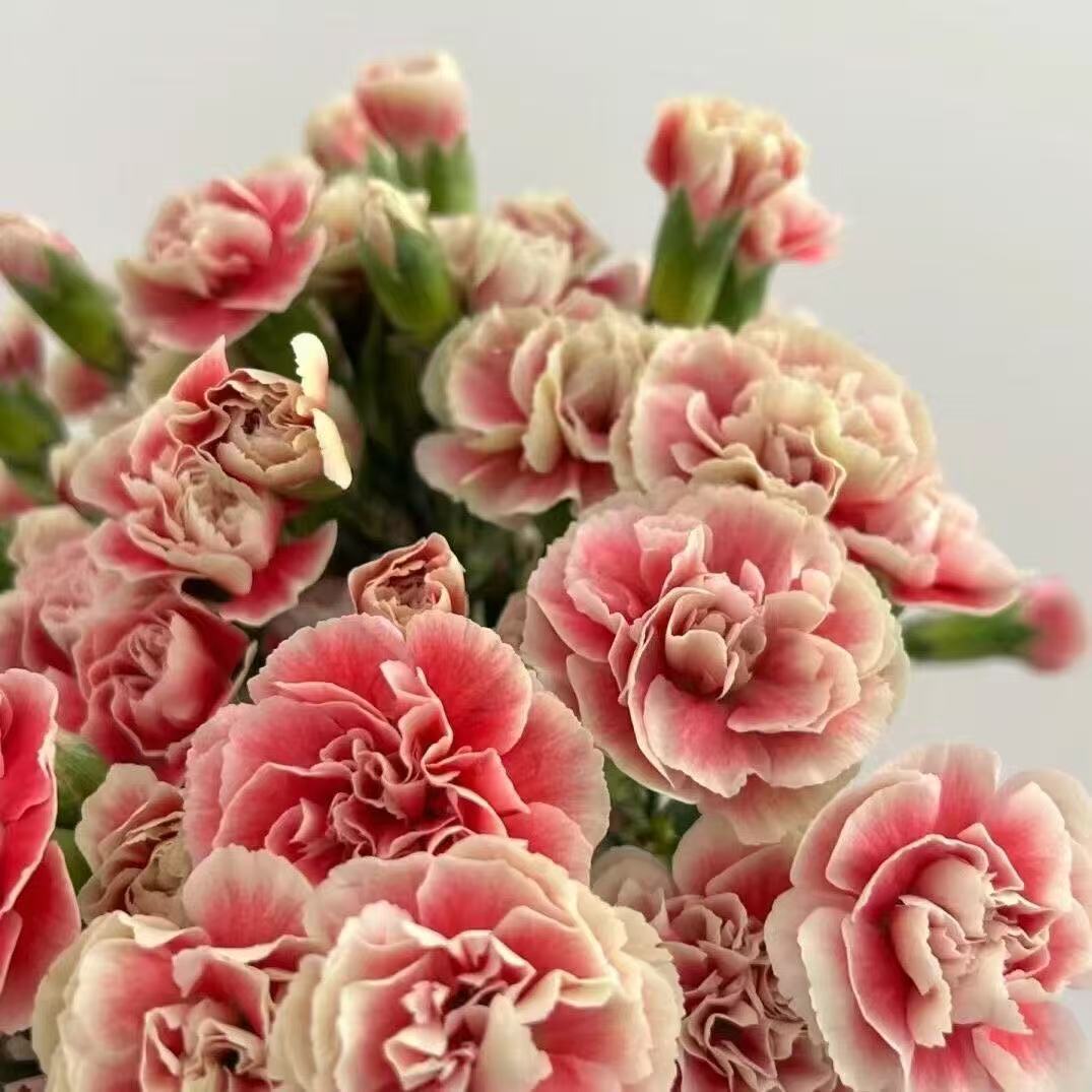Dišeči vrtni čar – Gojite klasične nageljne, ki navdušijo vsako sezono🌺-SI