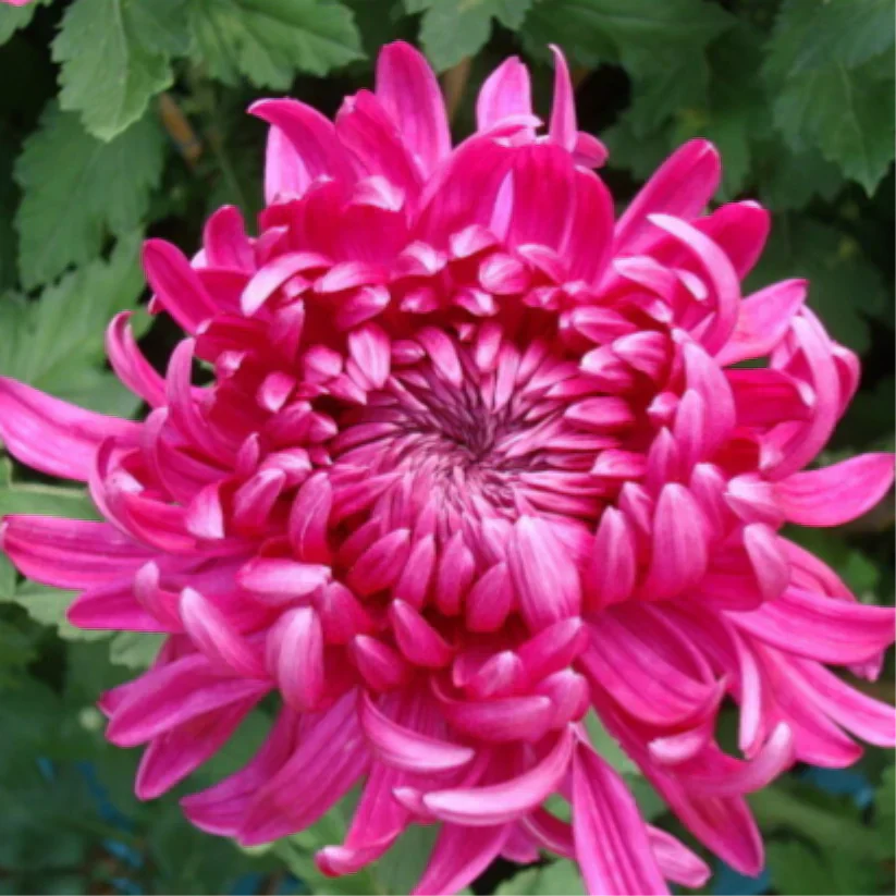 🌺Cvet elegance🌼Semena orjaške krizanteme-SI