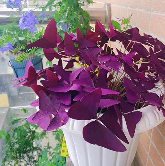 💜Βολβοί οξαλίδας Purple Luck-GR