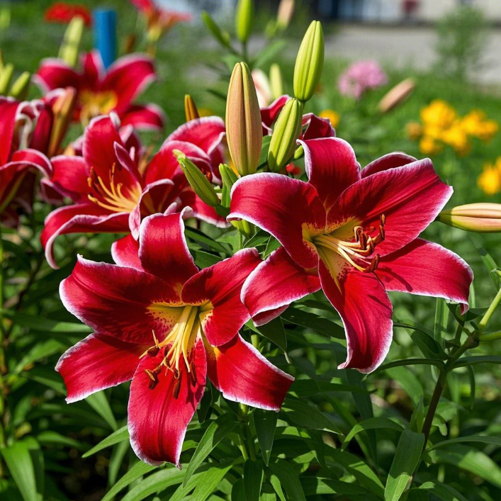 🌺Kvepiančios lelijų svogūnėliai – gaivūs ir saldūs-LT