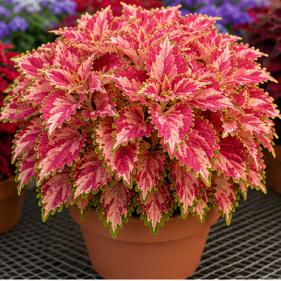 🌿Coleus svogūnėliai🌷 – Užpildykite savo sodą spalvomis🌈-LT