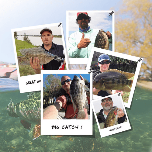 🌊Prevladajte vodo: Ozark Trail 5-palčna večdelna vaba za belega brancina🐟-SI