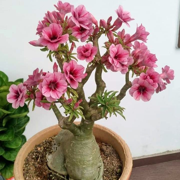🎁Dykumos rožių svogūnėliai🌵Labai lengva prižiūrėti! 🌸Adenium Obesum svogūnėliai-LT