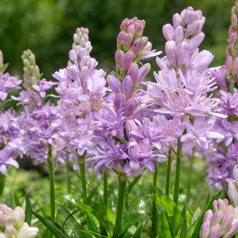 🌺Dvojno odišavljene čebulice tuberoze – Moon Garden Flower-SI