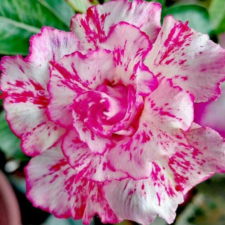 🎁Čebulice puščavskih vrtnic🌵Zelo enostavne za nego! 🌸Čebulice Adenium Obesum-SI