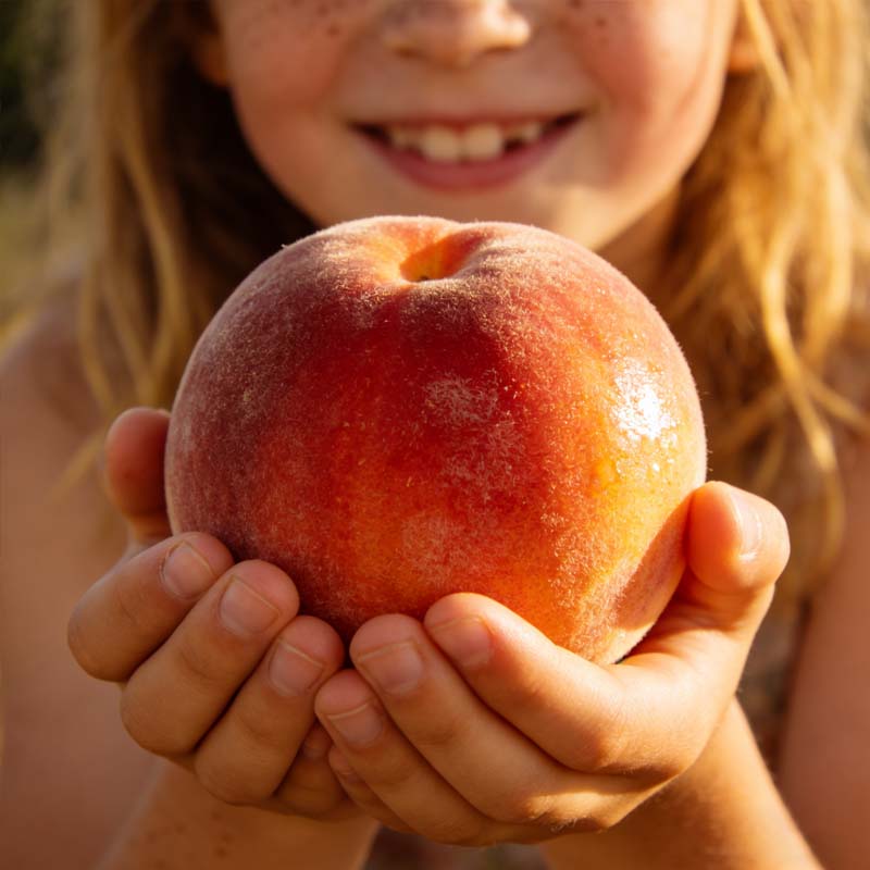 🔥 PRODANIH VEČ KOT 65.000! 🍑 Semena pritlikave breskve sorte Heirloom, medeno rdeče, v živo-SI
