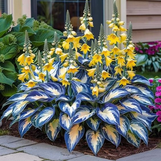 Hardy Beauty: Λουλούδια Hosta ανθεκτικά στη σκιά και το κρύο-GR