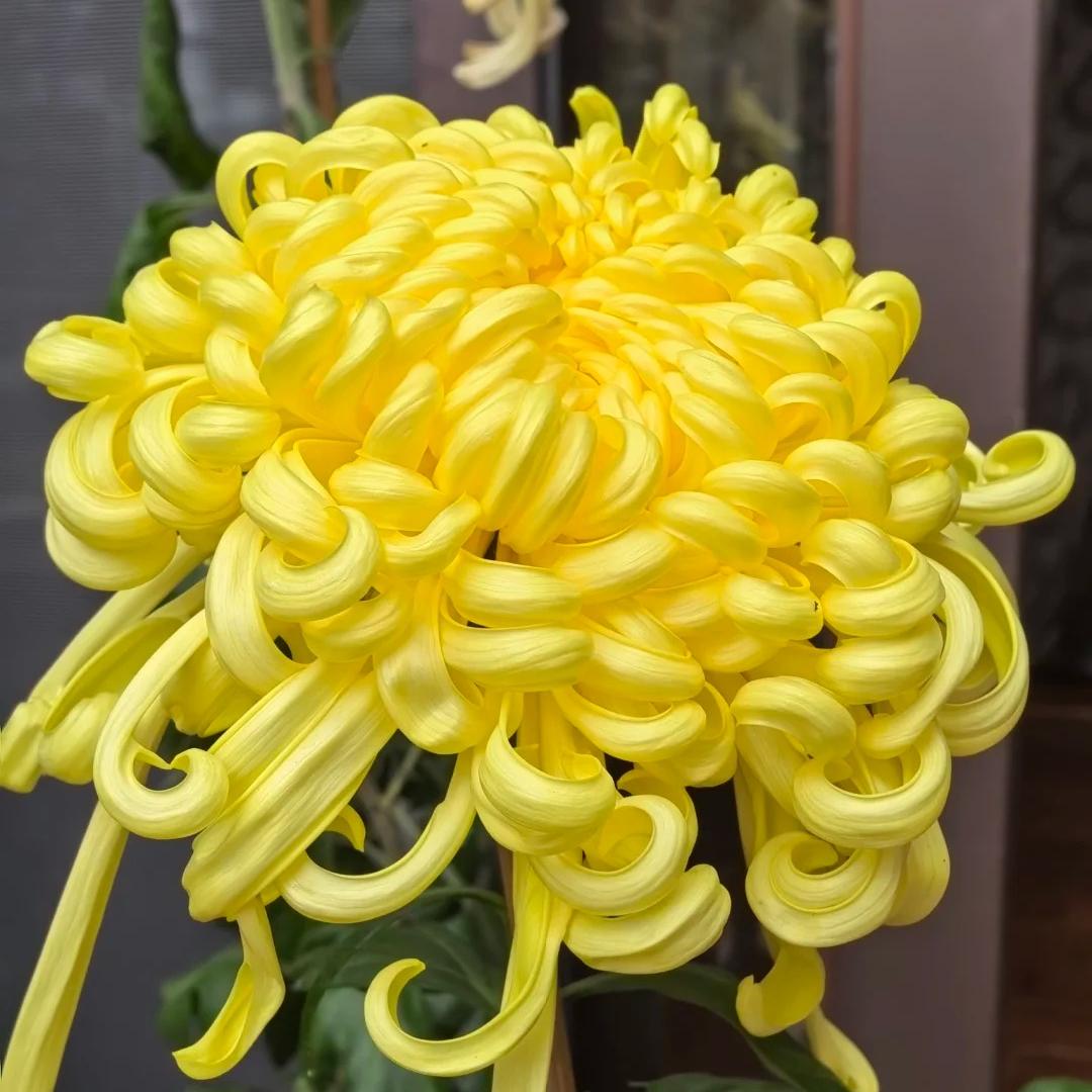 🌺Elegances zieds🌼Milzu krizantēmu sēklas-LV