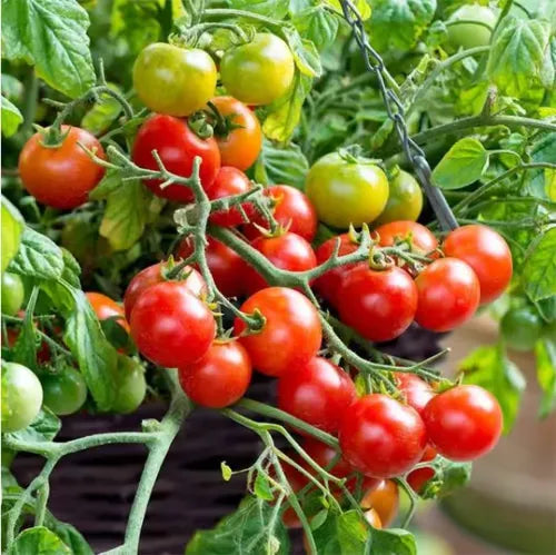 🍅🍅Semena pritlikavih paradižnikov v lončkih-SI
