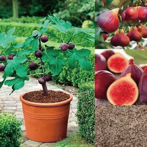 🏆Prodanih več kot 65.000!🌿Semena fig – enostavna za gojenje na terasi in balkonu doma-SI