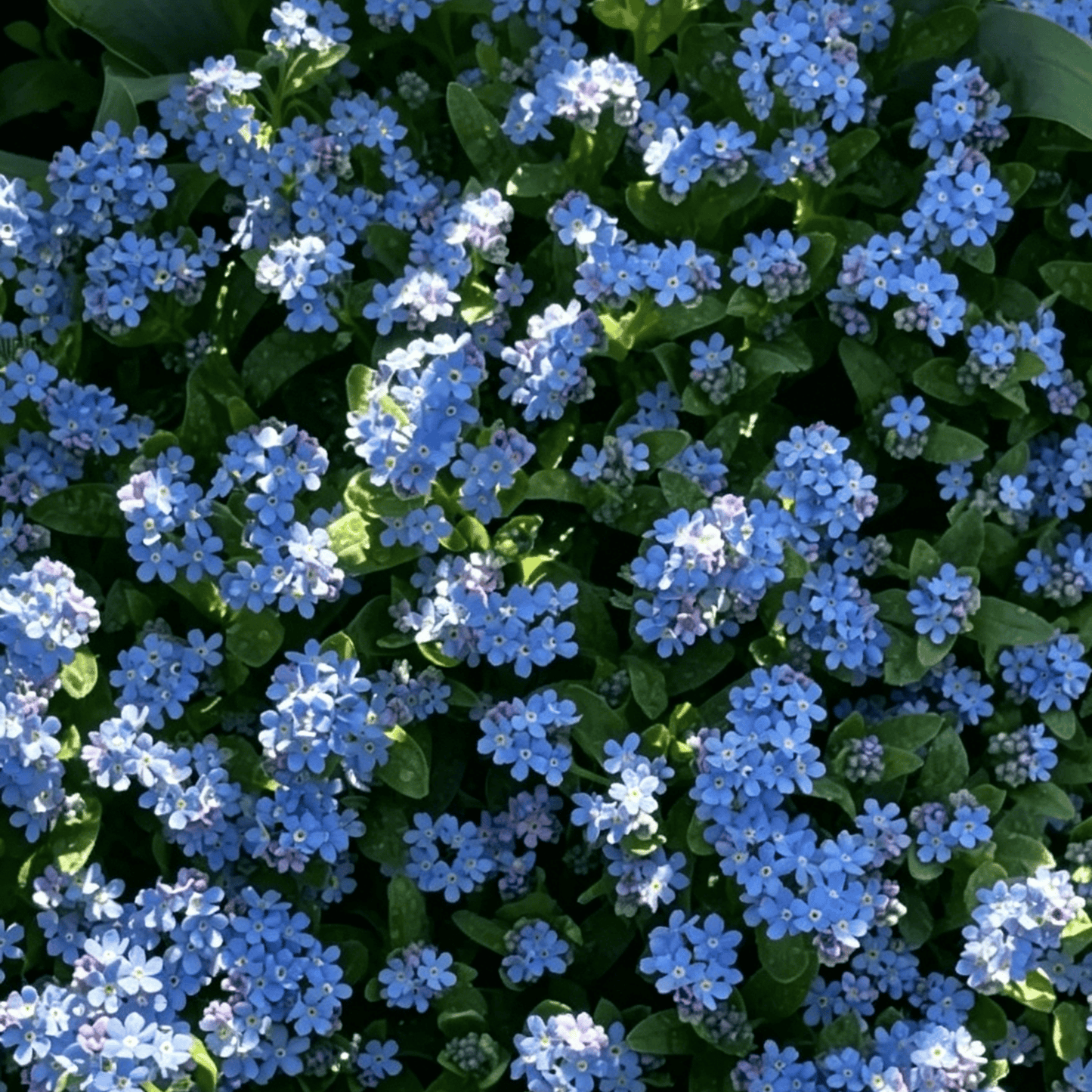 Semena modre spominske pozabljice – kakovostno preizkušeno cvetje za podeželski vrt 🌿💙-SI