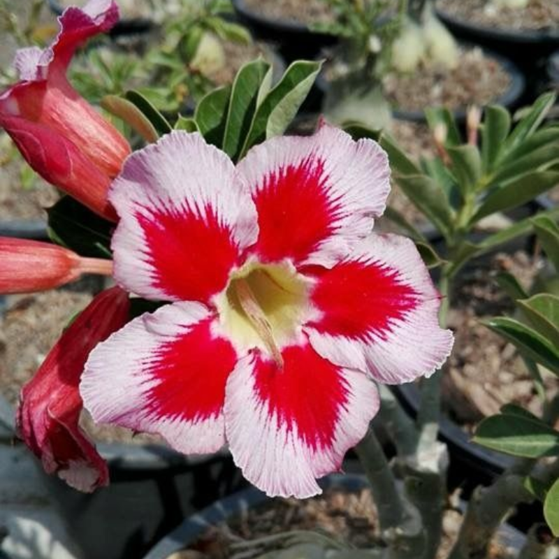 🔥Vzgojite puščavsko kraljico – zdaj po znižani ceni!🎁 😍Rada cveti, dolgo cveti 🌵 Puščavska vrtnica-SI