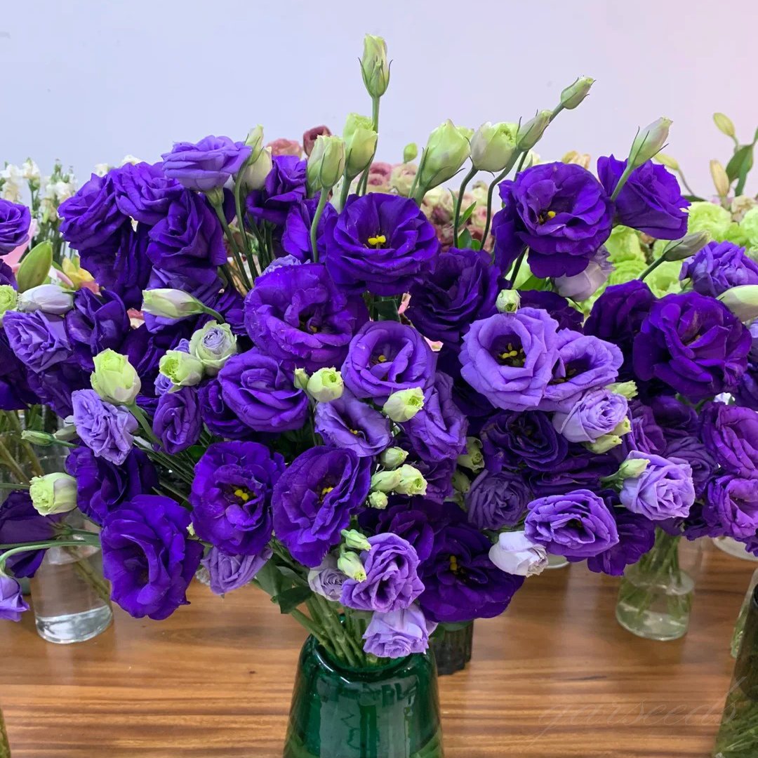 🔥Τελευταία μέρα πώλησης💝Eustoma Thornless Rose💐Σπόροι Lisianthus-GR