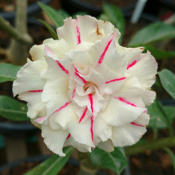 🎁Dykumos rožių svogūnėliai🌵Labai lengva prižiūrėti! 🌸Adenium Obesum svogūnėliai-LT