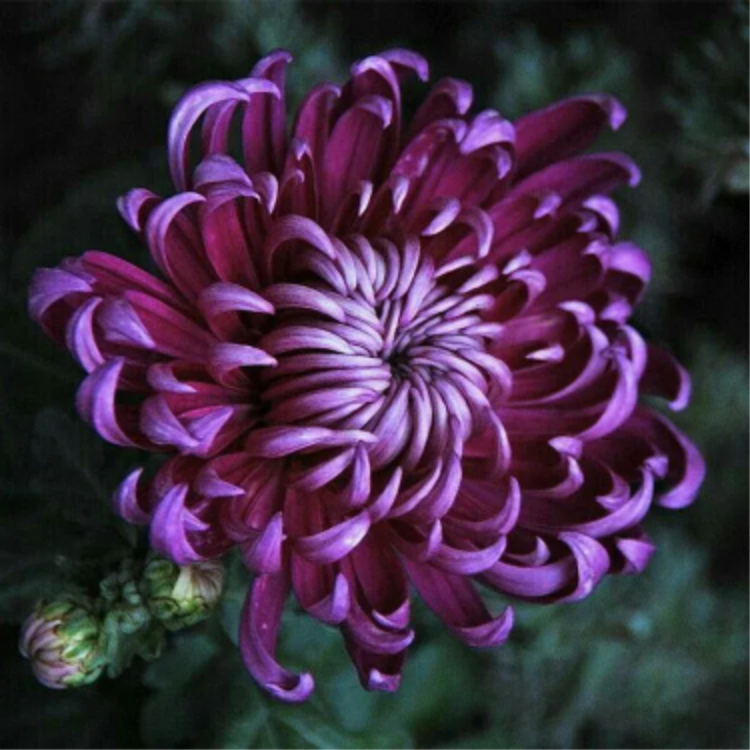 🌺Elegantsi lill🌼Hiiglasliku krüsanteemi seemned-EE