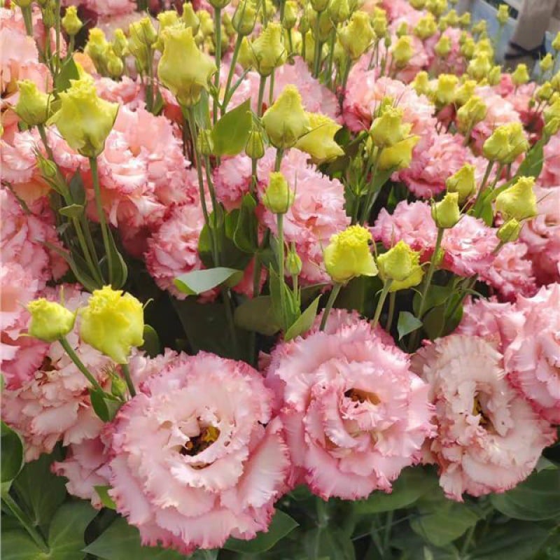 🔥Τελευταία μέρα πώλησης💝Eustoma Thornless Rose💐Σπόροι Lisianthus-GR