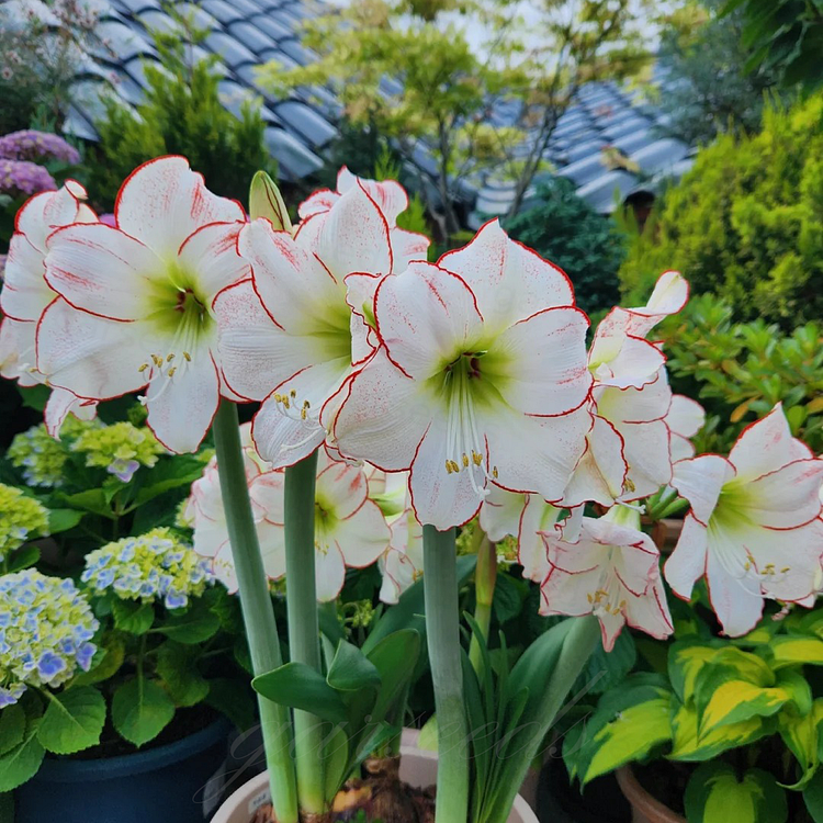 Dvigubai žydinčių amarilių svogūnėliai🌼-LT
