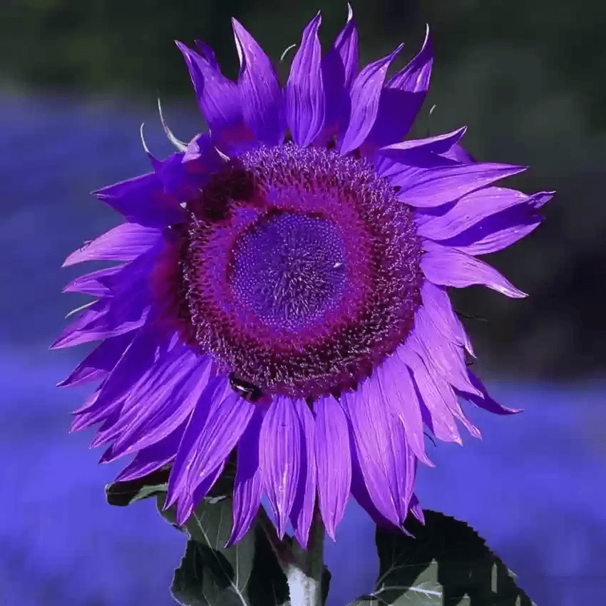 Zadnjih 8.000 semen 💜 Velikanska sončnična semena Midnight Sun 🌻 Redka sorta, ki zraste več kot 2,4 m-SI