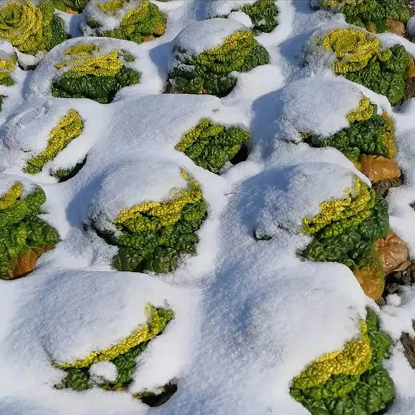 Brassica Narinosa sėklos (WuTat Choy)-LT