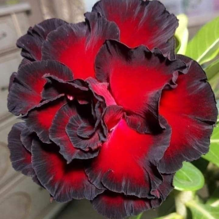 🎁Dykumos rožių svogūnėliai🌵Labai lengva prižiūrėti! 🌸Adenium Obesum svogūnėliai-LT