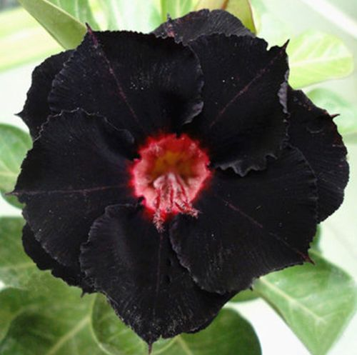 🎁Čebulice puščavskih vrtnic🌵Zelo enostavne za nego! 🌸Čebulice Adenium Obesum-SI