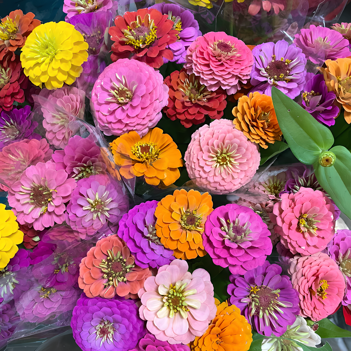 🌺Dvigubos cinijos sėklos mišriomis spalvomis-LT