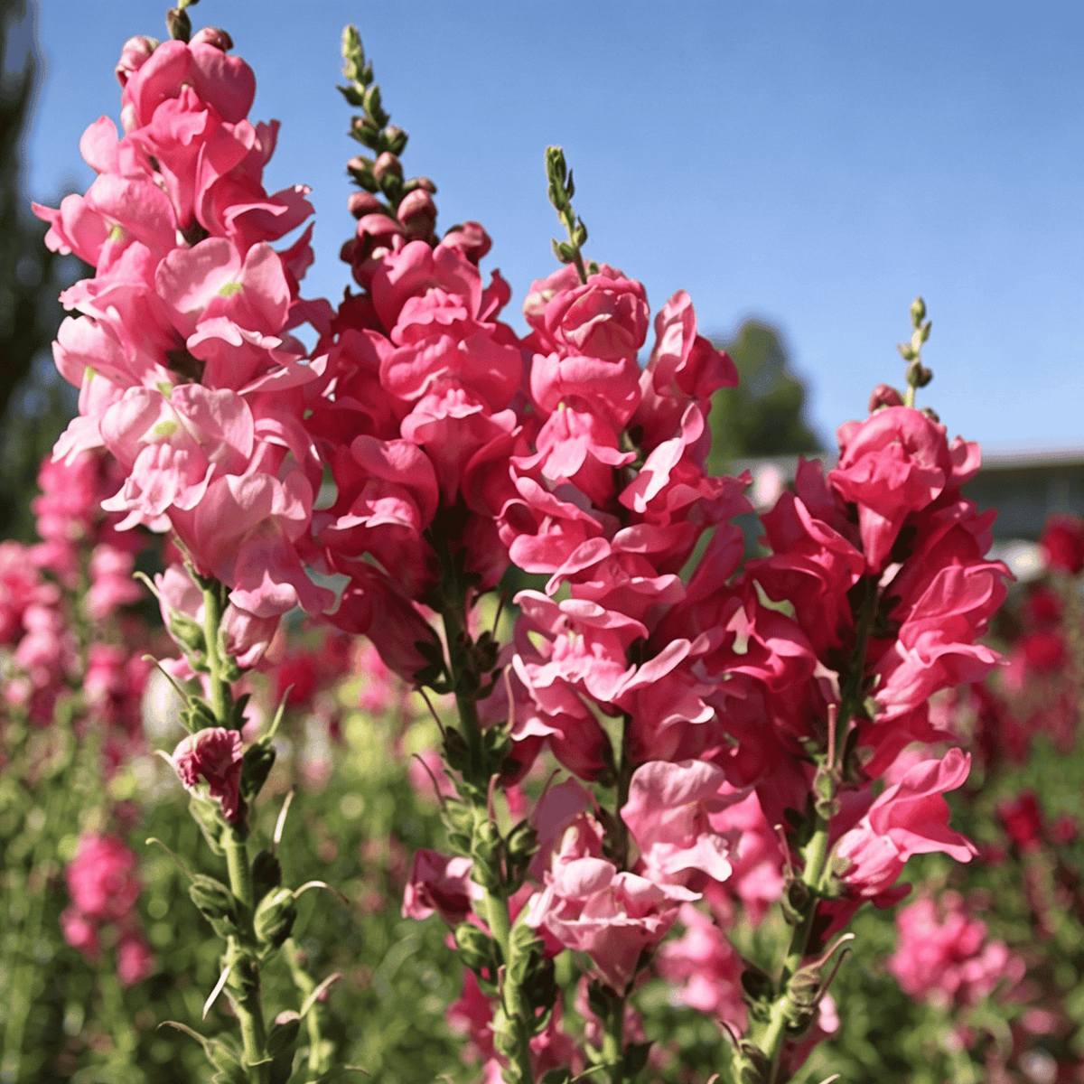 Semena rože Royal Garden Snapdragon – izbira vrtnarjev za visoke, pisane cvetove za rezano cvetje 🌸-SI