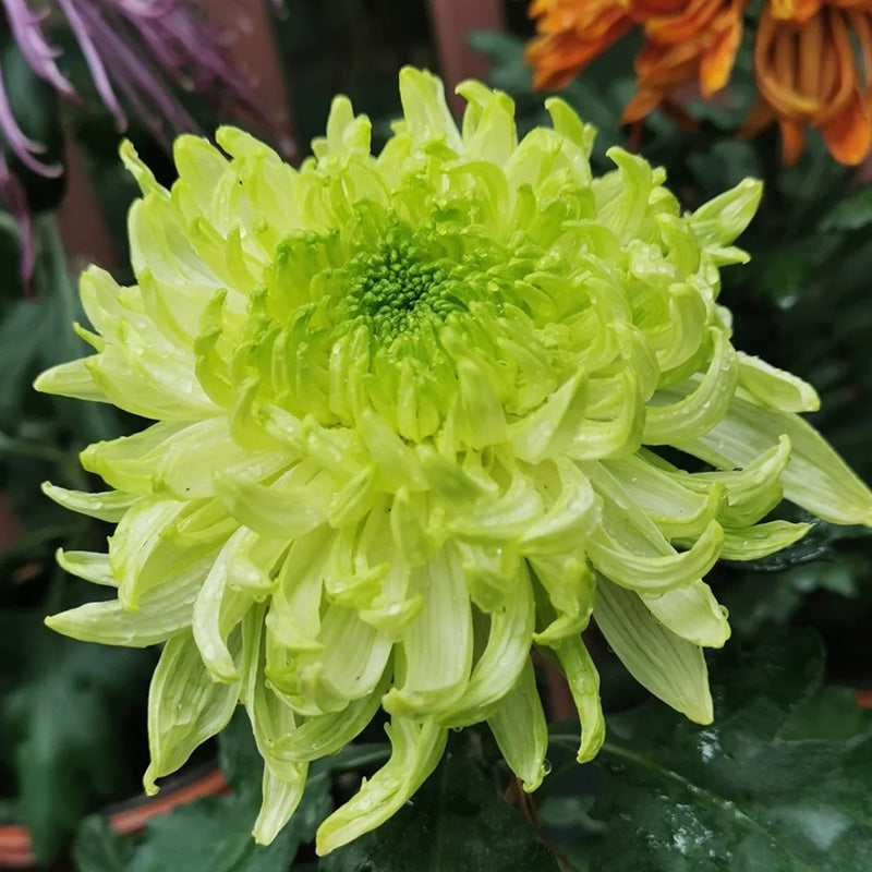 🌺Flor de la Elegancia🌼Semillas de Crisantemo Gigante-ES
