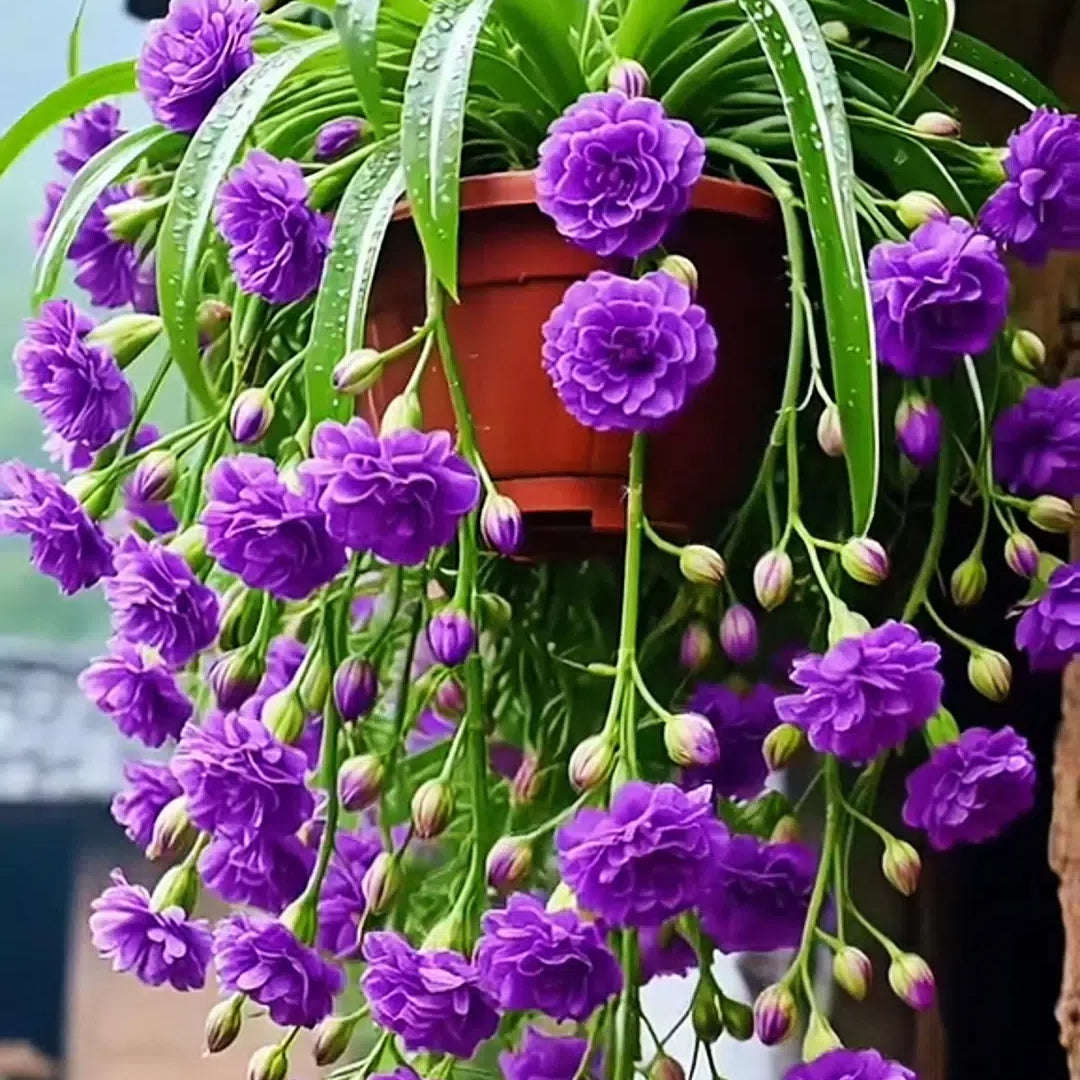Σπόροι/Βολβοί Φυτού Αράχνης Grand Bloom 💐 Το Κρεμαστό Αριστούργημα Χρώματος & Χάρης της Φύσης-GR