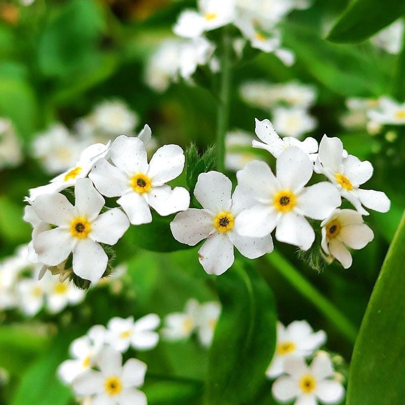 Semena modre spominske pozabljice – kakovostno preizkušeno cvetje za podeželski vrt 🌿💙-SI