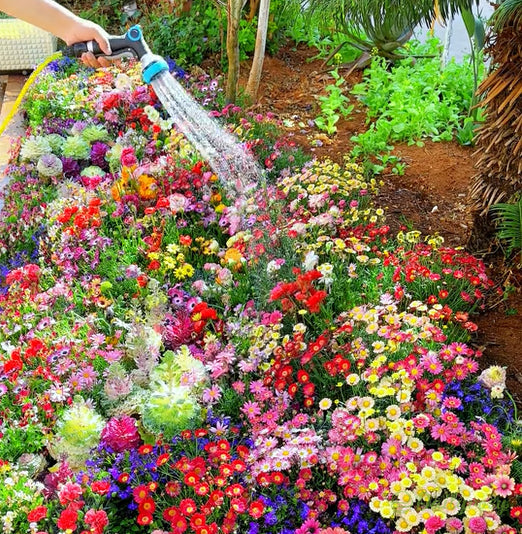🔥Τελευταία ημέρα εκπτώσεων💐Μεικτοί σπόροι πολυετών λουλουδιών - πάνω από 60 μικτές ποικιλίες-GR
