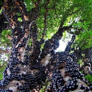 Jabuticaba vynuogių sėklos-LT