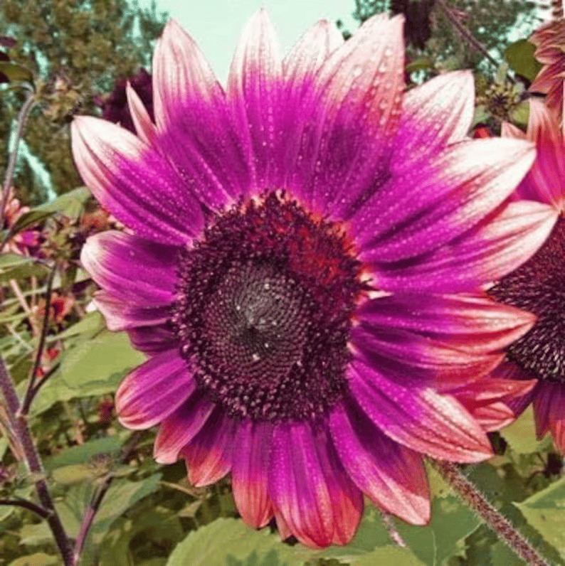 Zadnjih 8.000 semen 💜 Velikanska sončnična semena Midnight Sun 🌻 Redka sorta, ki zraste več kot 2,4 m-SI