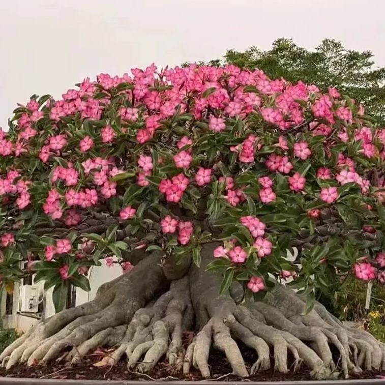 🎁Dykumos rožių svogūnėliai🌵Labai lengva prižiūrėti! 🌸Adenium Obesum svogūnėliai-LT